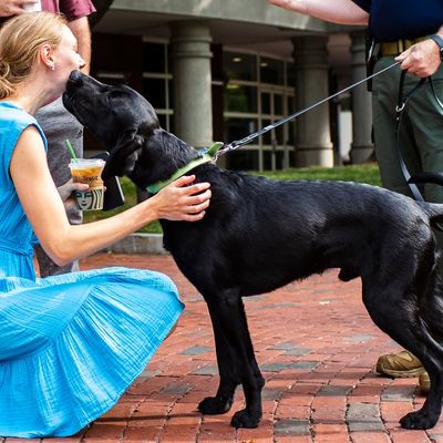 NUPD Community Resource Dog Sarge in action