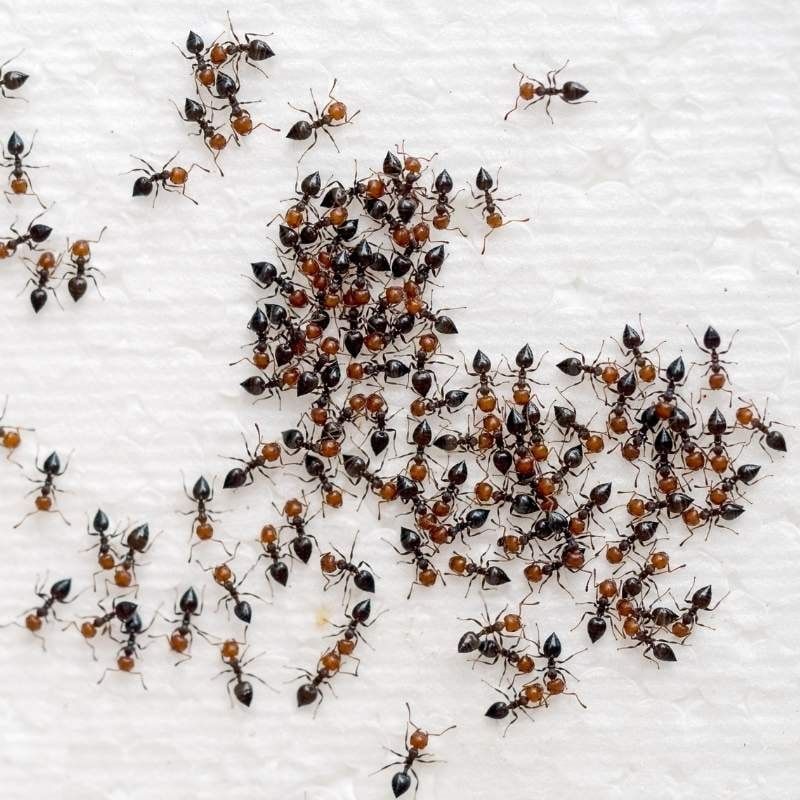 pest ants