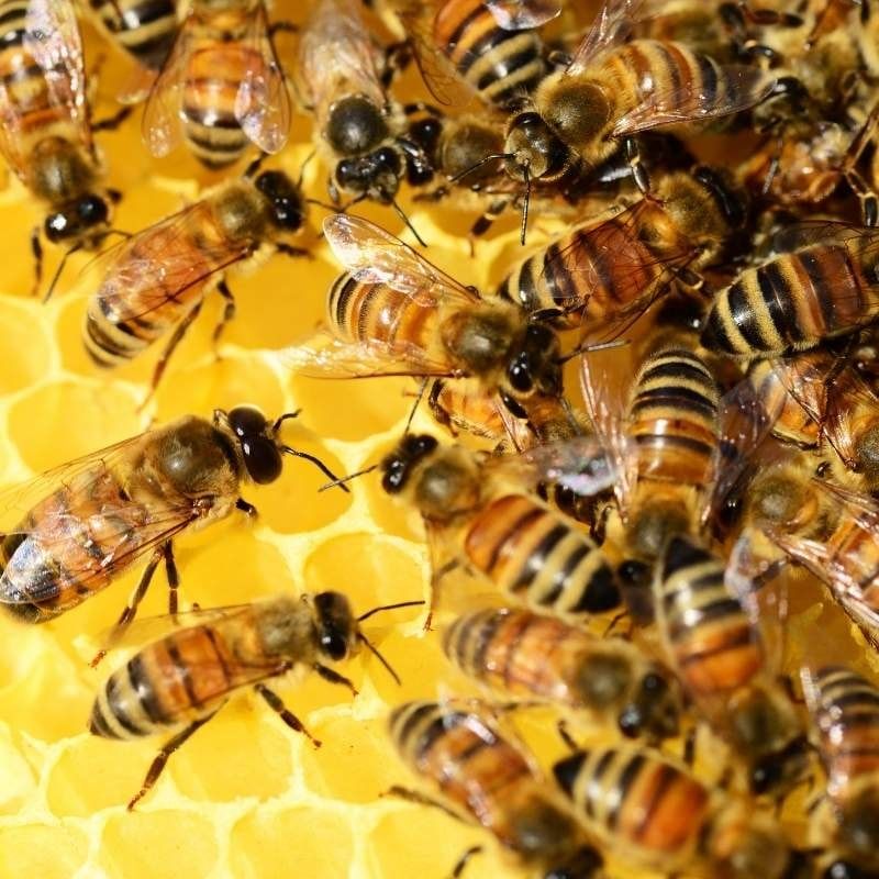 pest bees