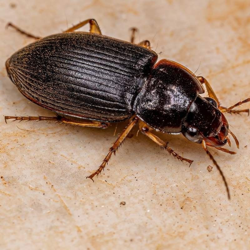 pest beetles