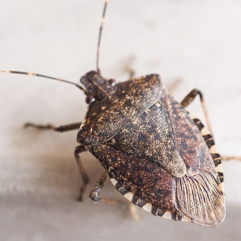 pest bugs