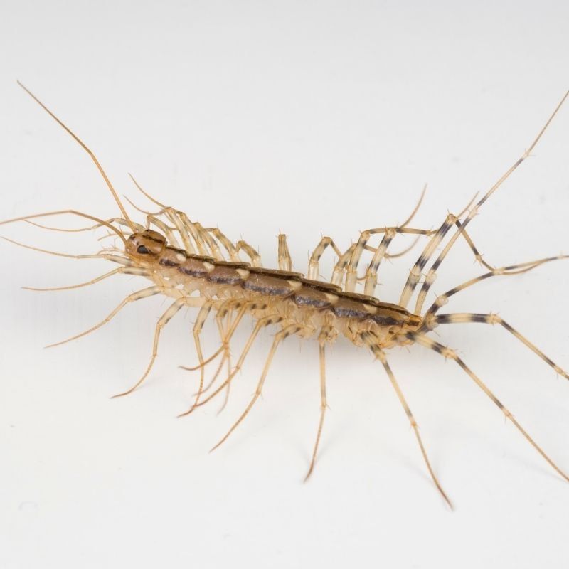 pest centipedes