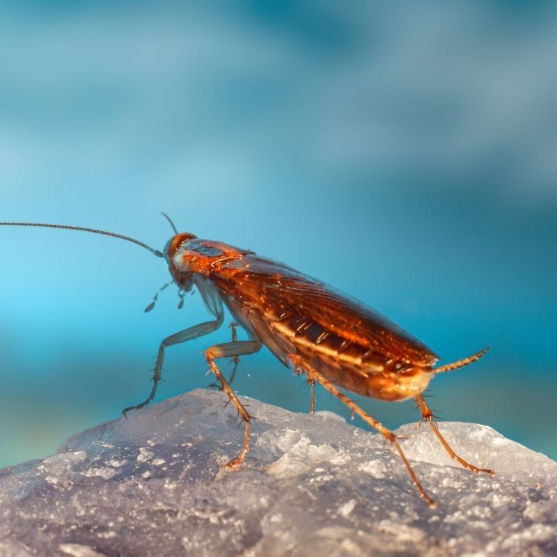 pest cockroaches