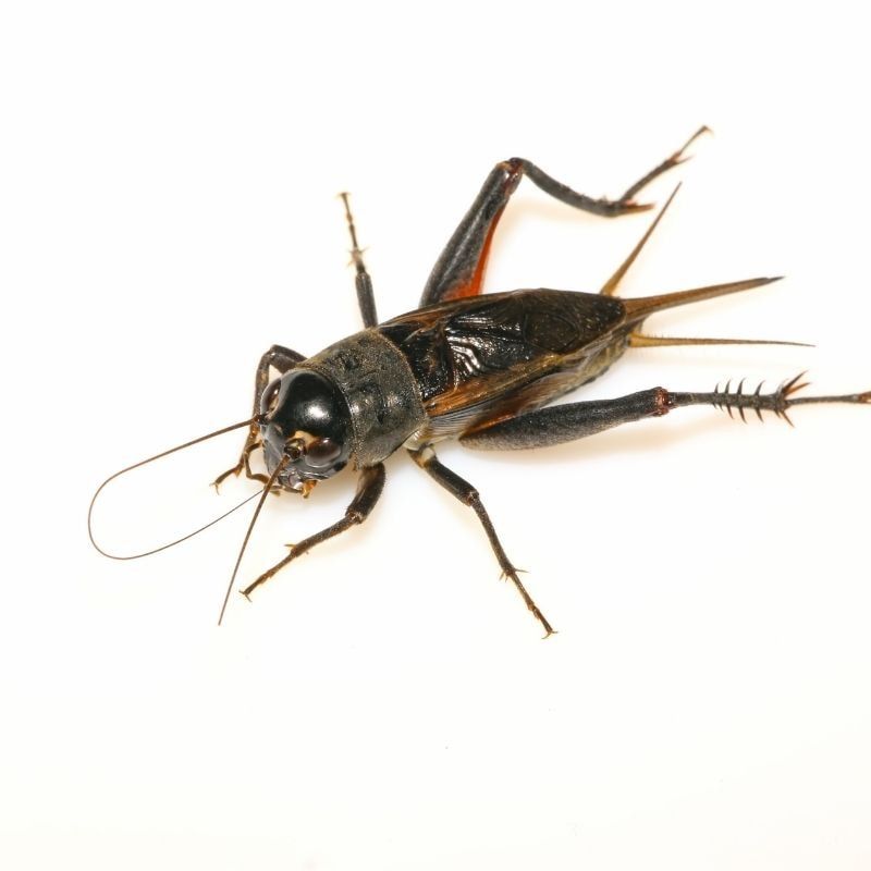 pest crickets