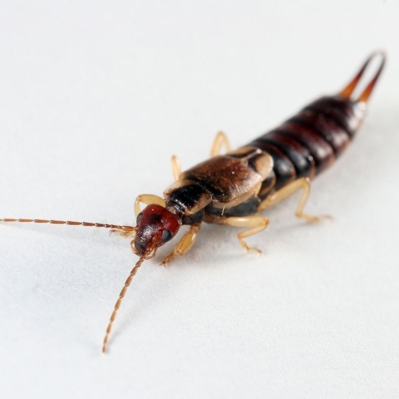 pest earwigs