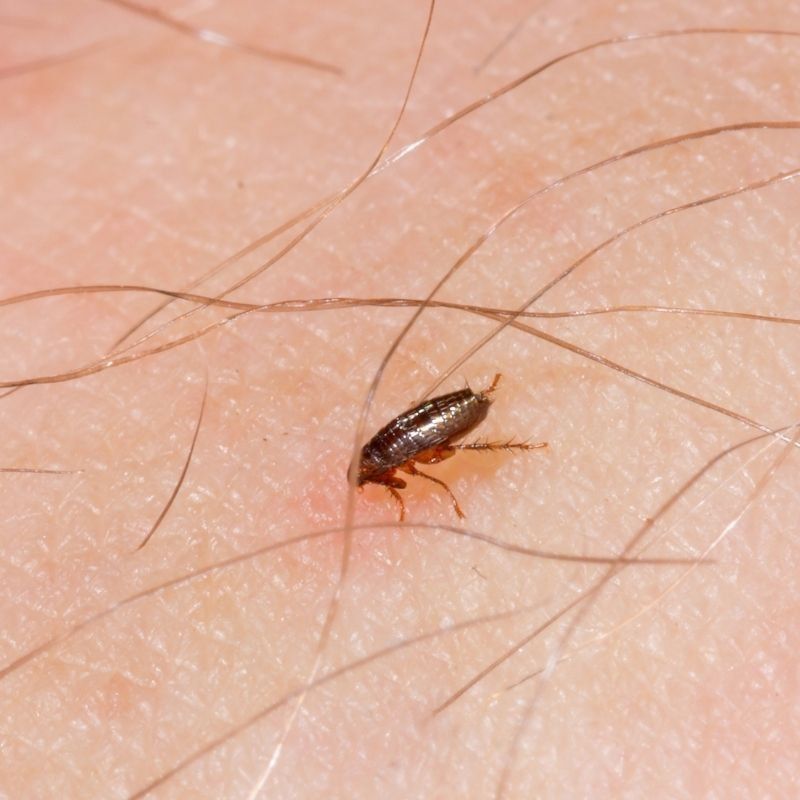 pest fleas