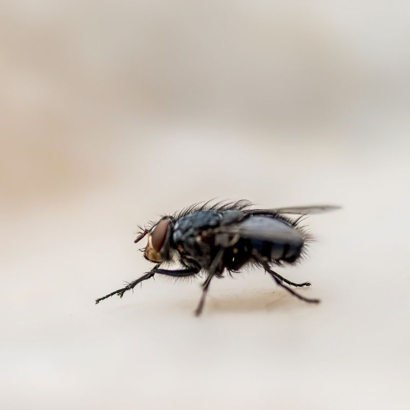 pest flies