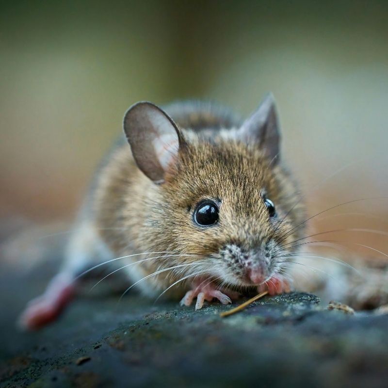 pest mice