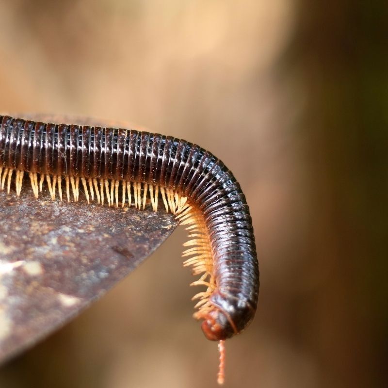 pest millipedes