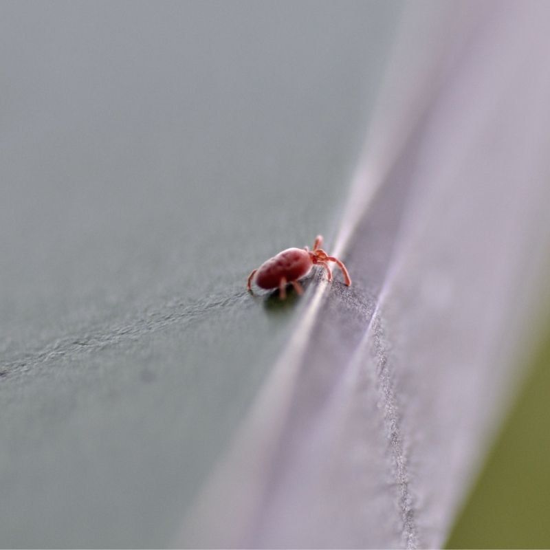 pest mites