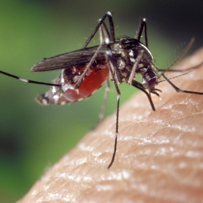 pest mosquitoes
