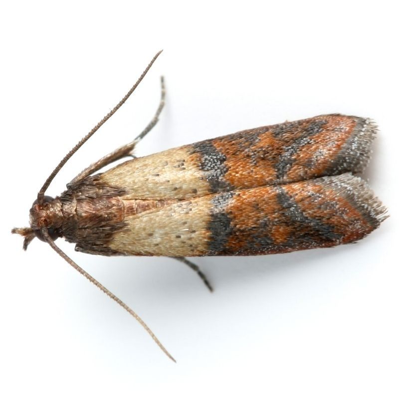 pest moths