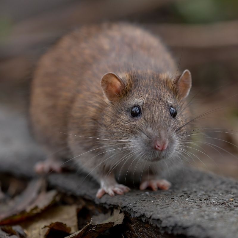 pest rats