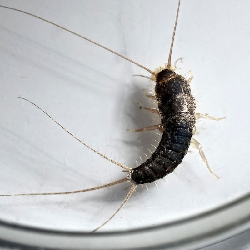 pest silverfish