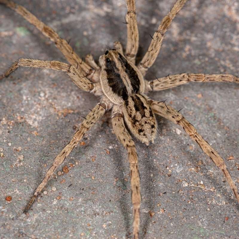 pest spiders