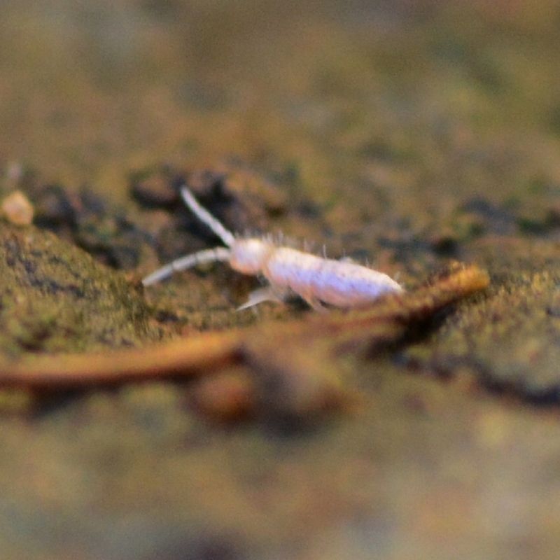 pest springtails