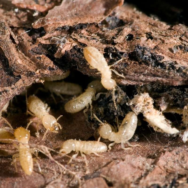 pest termites