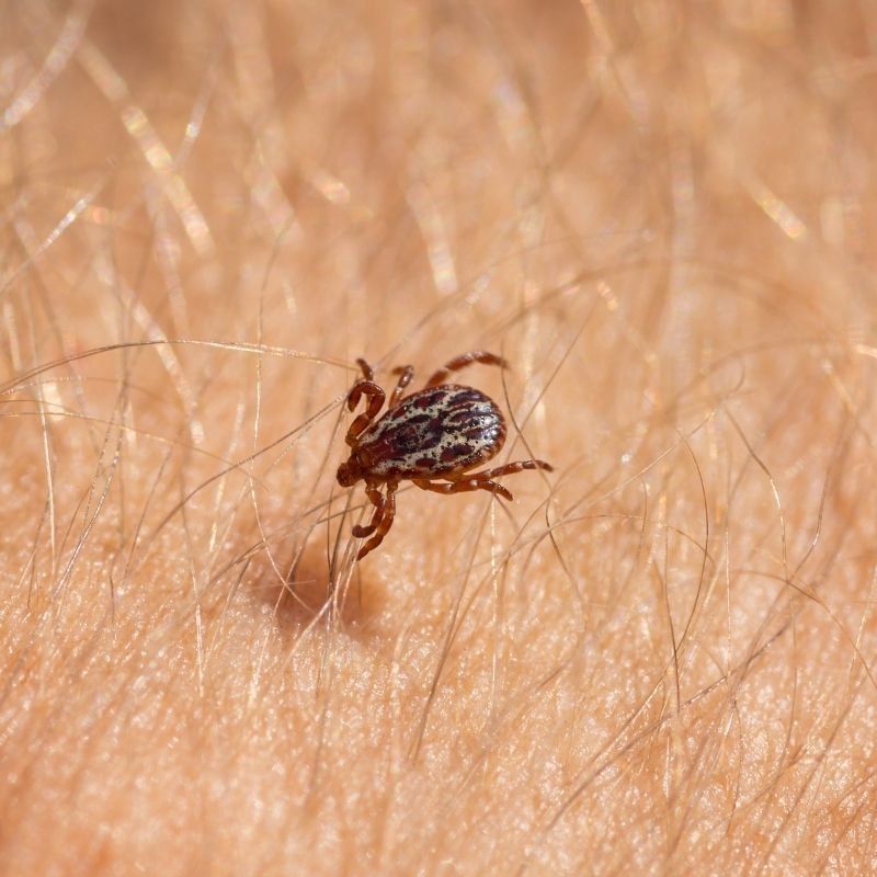 pest ticks