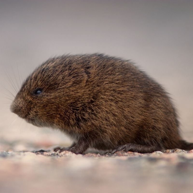 pest voles