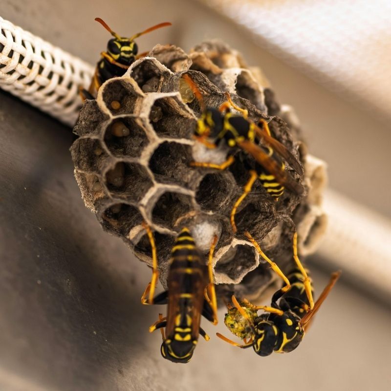 pest wasps