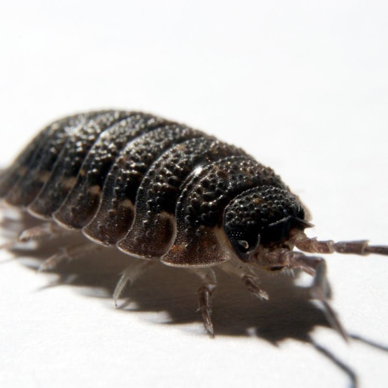 pest woodlice