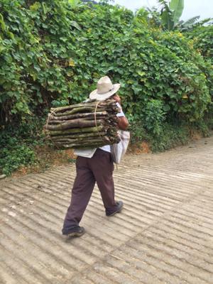 Man Carrying Wood