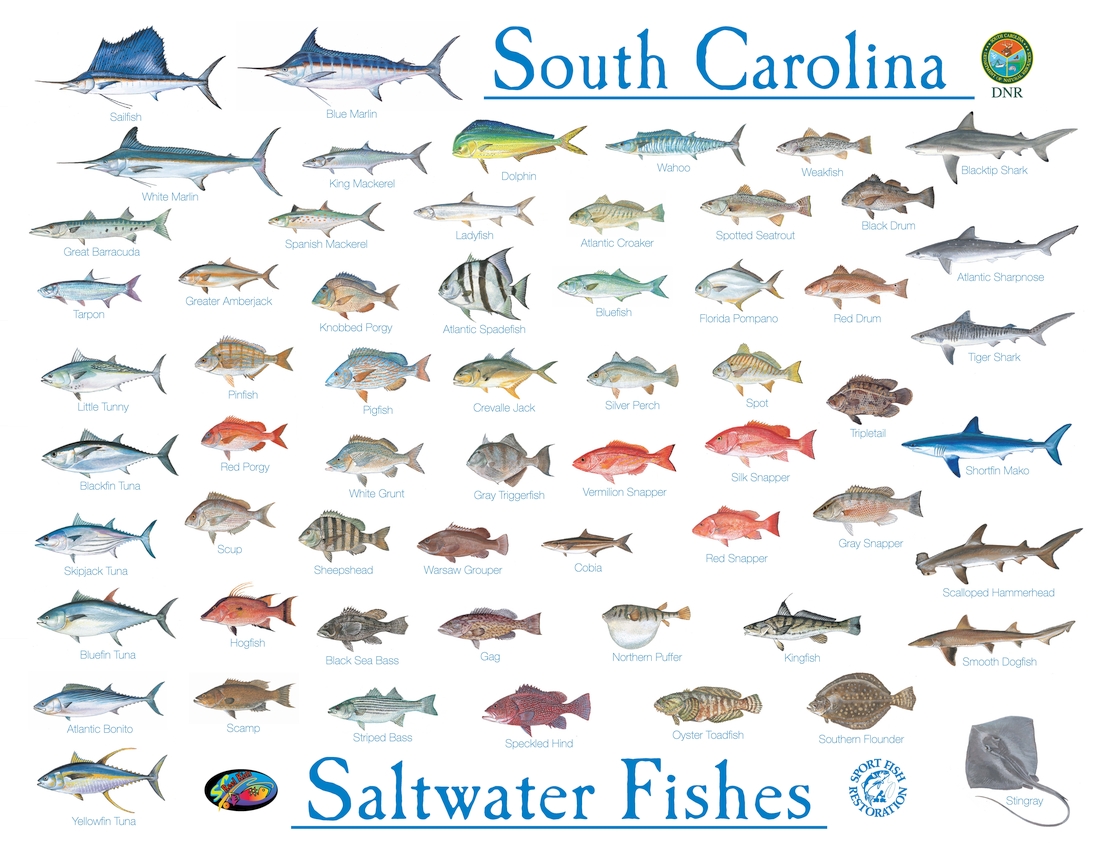 SCDNR salt water fish poster. 