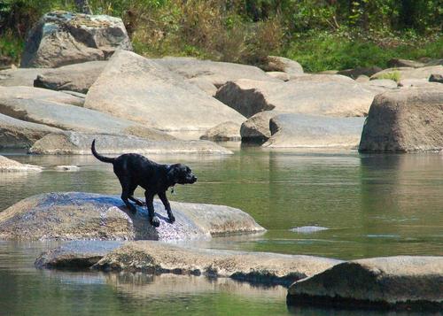 Saluda River Black Lab (Credit: Marc Epting)