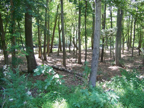 scenic wooded area along Log Shoals Park trail (Credit: Upstate Forever)