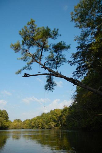 Pine Tree Rope Swing (Credit: Marc Epting)