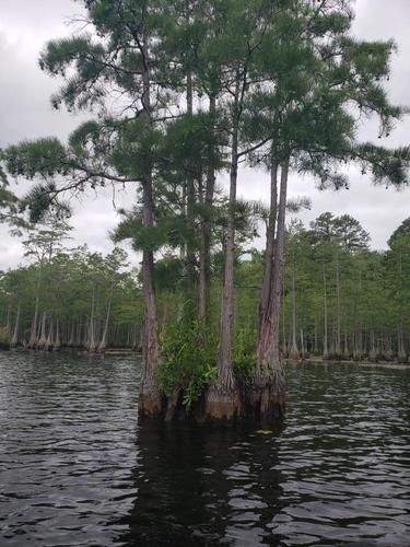 Cypress Trees Galore (Credit: Lindsay Simmons)