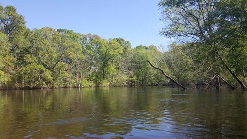 Edisto beauty (Credit: C. Dahlia & S. Day)