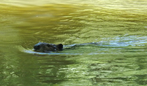 A Lunch Time Visitor (Credit: Brandon Burdette)