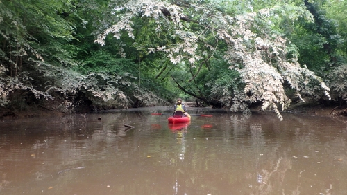 Going up Halfway Swamp Creek. Notice how high the water level was a few days ago. (Credit: pcumalander-frick)