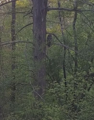 Huckleberry Hill Resident at dusk (Credit: C. Dahlia & S. Day)