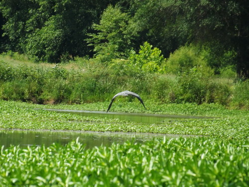 A Skidish Heron (Credit: Brandon Burdette)