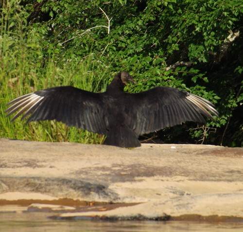 Sunning On The Rocks (Credit: Brandon Burdette)