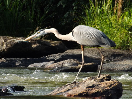 Hunting Heron (Credit: Brandon Burdette)