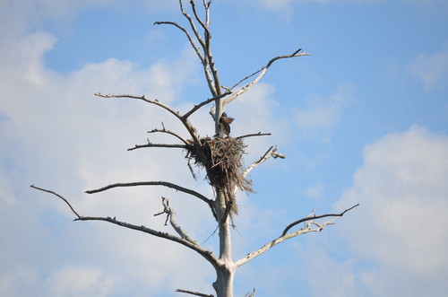 Osprey nest (Credit: Todd Betlem)