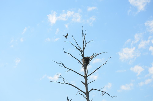 Osprey (Credit: Todd Betlem)