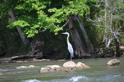 Blue Haron on the Catawba River May 2017 (Credit: Todd Betlem)