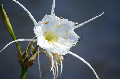 Spider Lily bloom May 2017 (Credit: Todd Betlem)