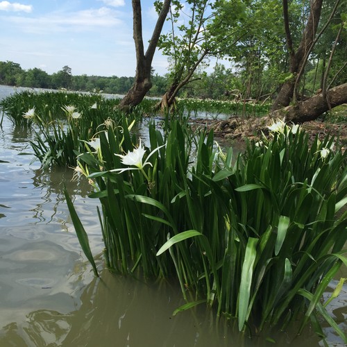 Rocky Shoals Spider Lily near Columbia