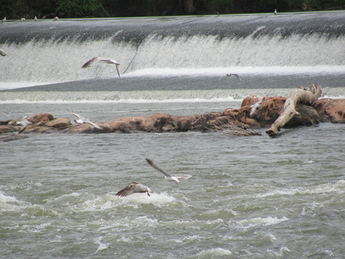 Put-in just below Diversion Dam (Credit: P Cumalander-Frick)