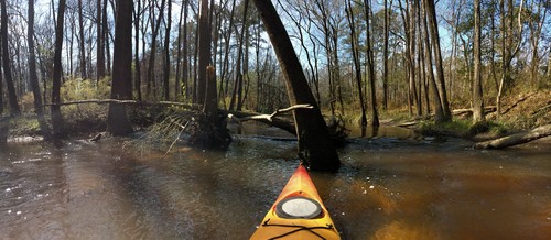 Congaree Creek (Credit: Tanner Arrington)