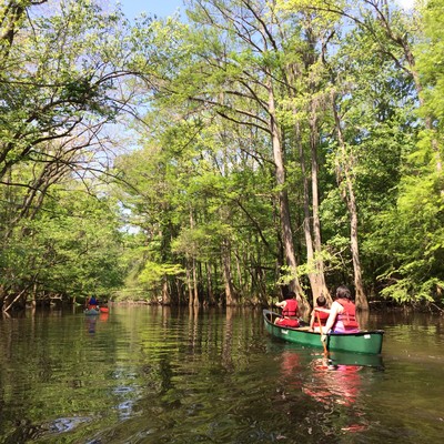 Padding Cedar Creek at Congaree National Park in spring. (Credit: Tanner Arrington)