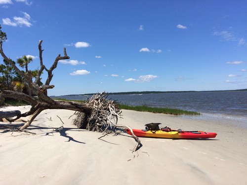 Pine Island in the ACE Basin (Credit: Tanner Arrington)