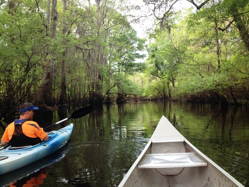 Four Hole Swamp Confluence (Credit: Eric Davis, Dorchester County)