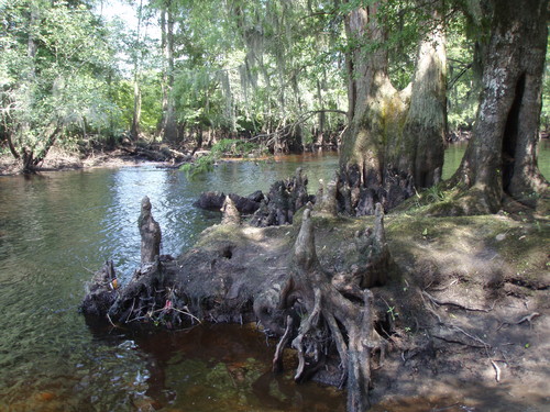 Cypress Knees (Credit: SCDNR)