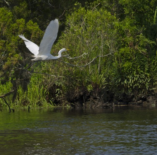 Egret in flight, Ashley River (Credit: SC Department of Natural Resources)